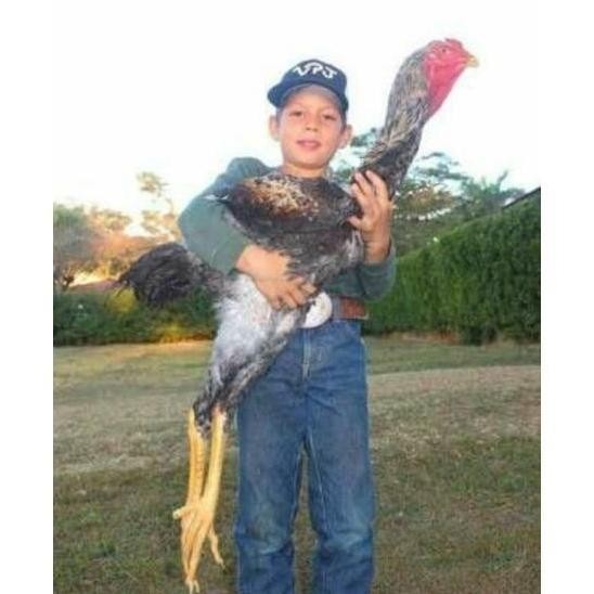 

100% TELUR TETAS AYAM INDIO GIGANTE / AYAM RAKSASA -