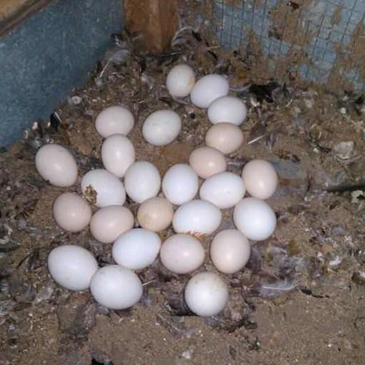 

TELUR TETAS AYAM KETAWA DISCO