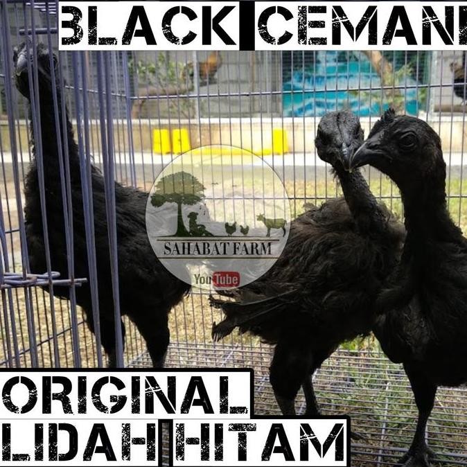 

TELUR TETAS FERTIL AYAM CEMANI LIDAH HITAM - ORIGINAL