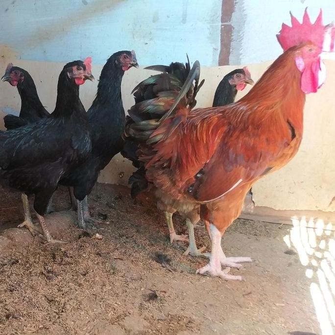 

TELUR TETAS AYAM MERAWANG X KUB2 FERTIL