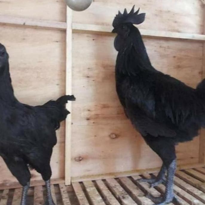 

TELUR AYAM FERTIL SIAP TETAS /AYAM CEMANI/AYAM HIAS