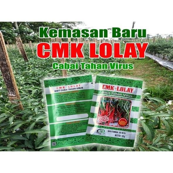Cabe LOLAY 10 Gram - Benih Cabe Merah Keriting LOLAY - CMK LOLAY - Bibit Cabe Kriting LOLAY lolai
