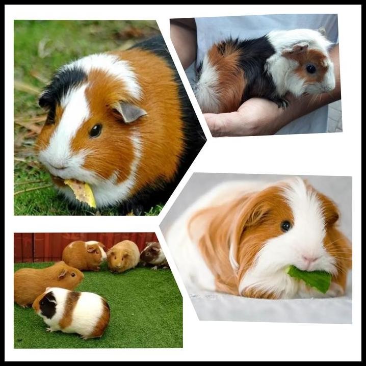 marmut hias guinea pig