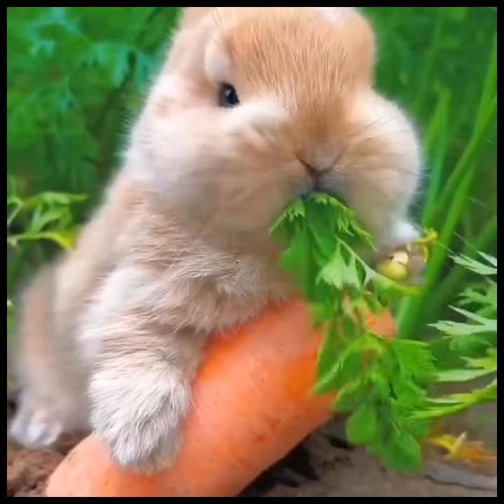 kelinci mini nd orange junior