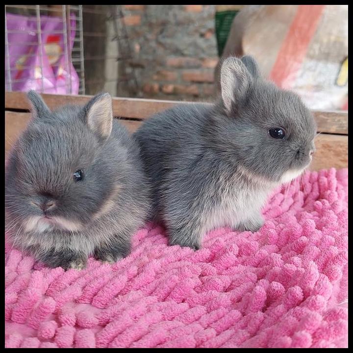 paket kelinci mini nd dan perlengkapan