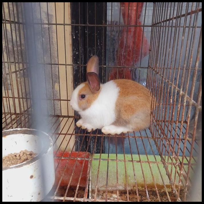 paketan kelinci dutch dan perlengkapan