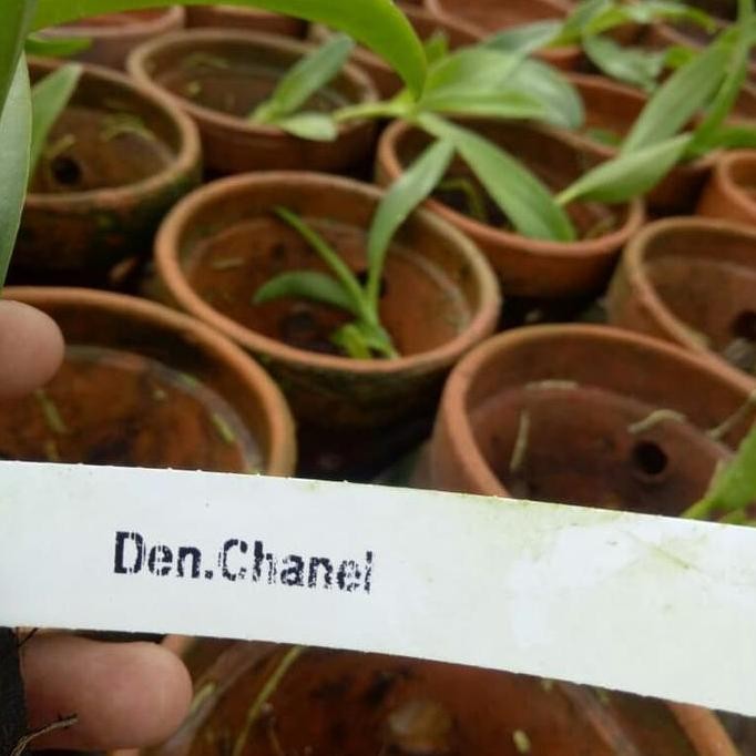 Anggrek Dendrobium Chanel la