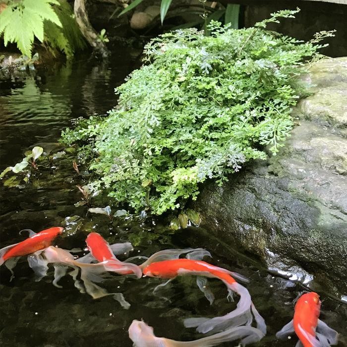 Bolbitis Heteroclita Difformis 'Mini Bolbitis' - Tanaman Paludarium