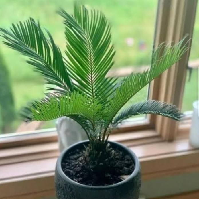 Palem Sikas - Tanaman Hias Palem Mini