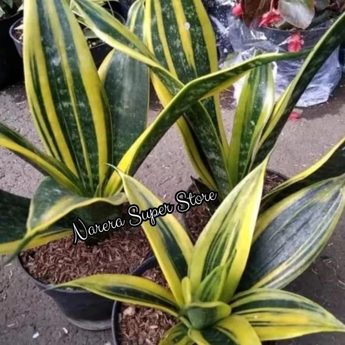 Tanaman Hias Sansivera Golden Flame Lidah Mertua Mini Sansiviera Gold