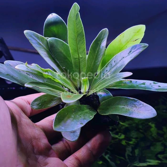 Kadaka Darat Mini | Tanaman Hias Paludarium Terrarium