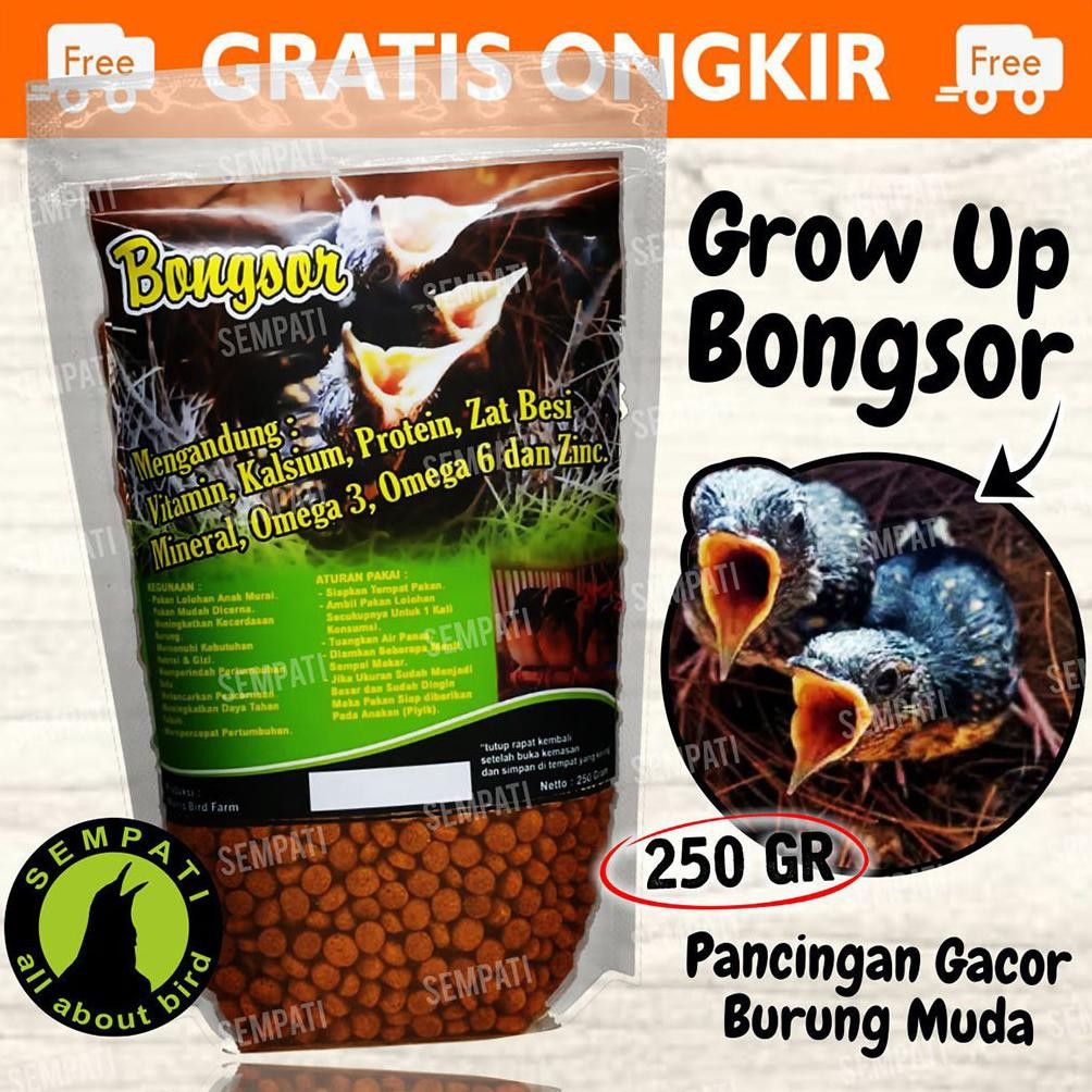 SEMPATI PAKAN LOLOHAN BONGSOR PAKAN LOLOHAN TROTOL MURAI BATU VOER LOLOH PIYIK BURUNG CINDIL MURAI B