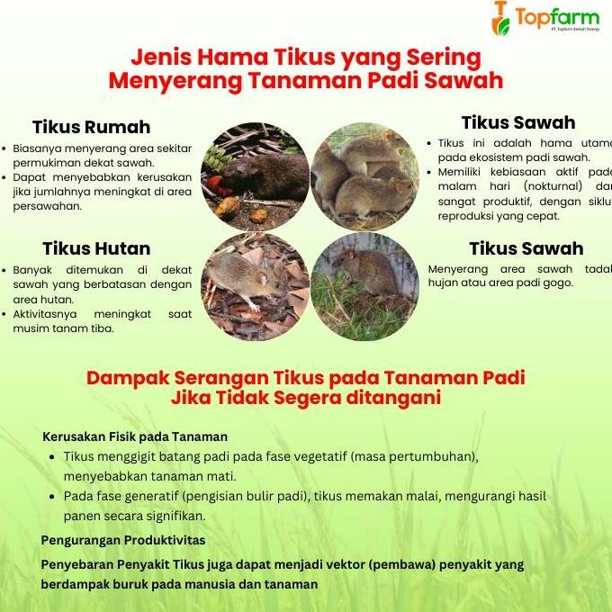 Obat Pengusir Tikus Sawah / Obat Tikus Untuk Di Sawah / Obat Tikus Paling Ampuh / Obat Tikus Yg Ampu