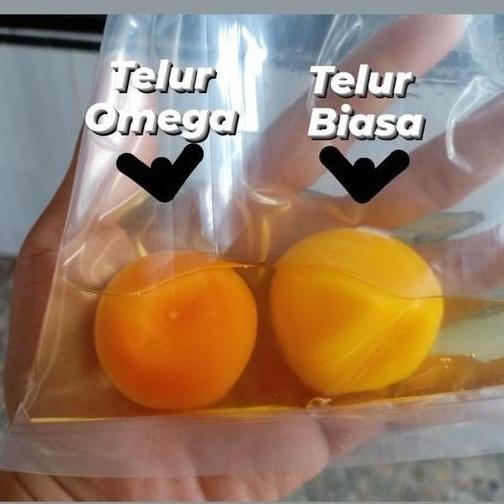 

Telur omega isi 30 butir is