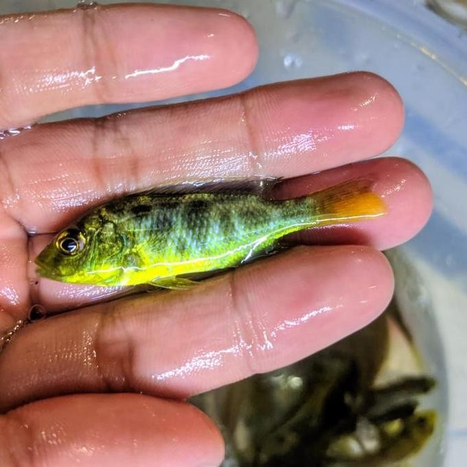 African Cichlid - Nimbochromis venustus - Venustus