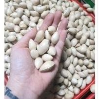 

pekko pekkoi paikuo baiguo pek ko ginko biloba ginkgo nuts