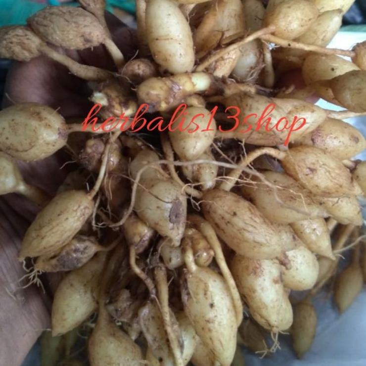 

Kunyit Putih Gembyok Bulat Bulat 1Kg
