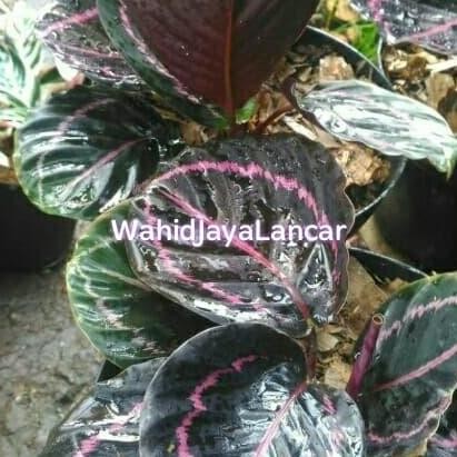 

TANAMAN HIAS CALATEA BLACK LIPSTIK