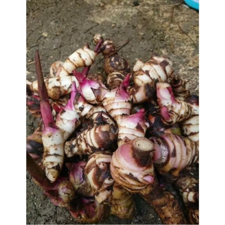 

UMBI GANYONG MERAH 1kg Nugi