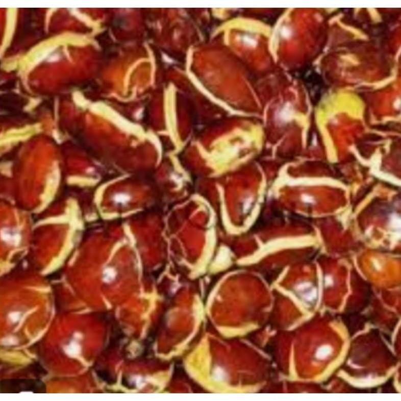 

SEPI JENGKOL BESAR RP 43.500 / KG Nugi