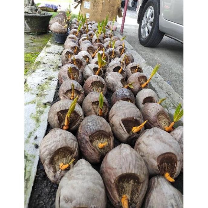 Terlaris Bahan bonsai kelapa (bonkla) gading orens/ orange original