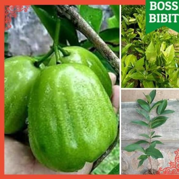 Terlaris Bibit JAMBU AIR KIOJOK Pohon Tanaman Buah JAMBU AIR HIJAU