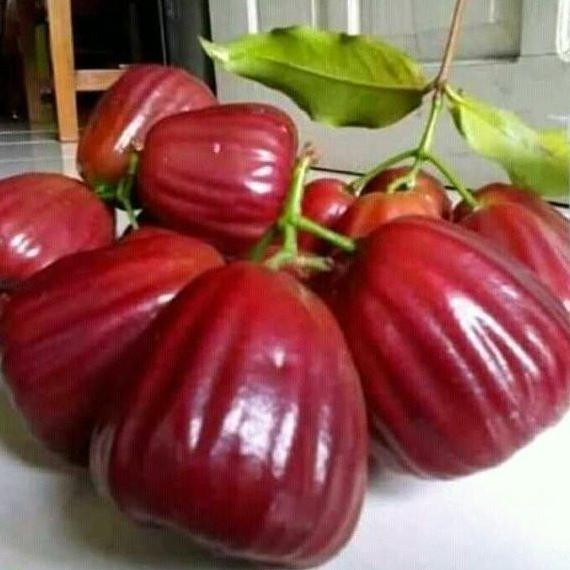 AF bibit jambu air king rose unggul | Tanaman buah jambu king rose