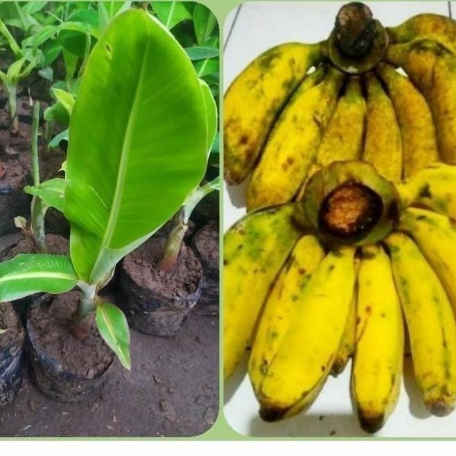 Bibit pisang Raja Bulu/Raja Sajen Super MMZ