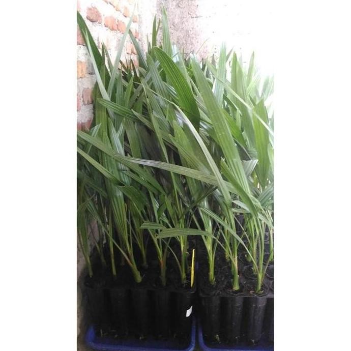 Terlaris XEO BIBIT KURMA TC / KULTUR JARINGAN ASAL DPD INGGRIS VAR