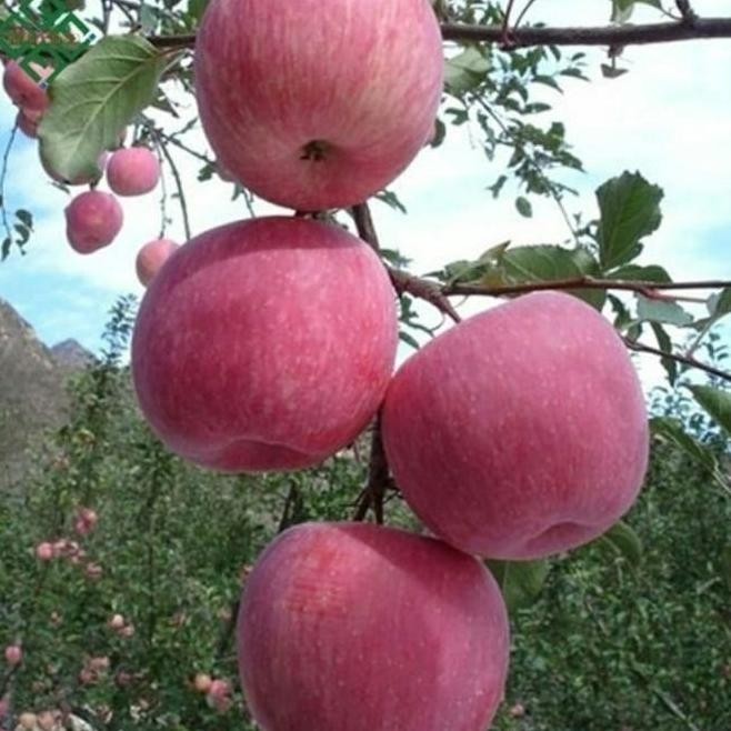 OBRAL Bibit Tanaman Buah Apel Fuji Import-Bibit Buah Apel Fuji Jepang Super