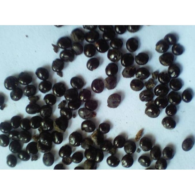 Bibit Ginseng Merag Korea ( Biji Bibit Ginseng Merah Korea) Kualitas Terbaik Harga Termurah