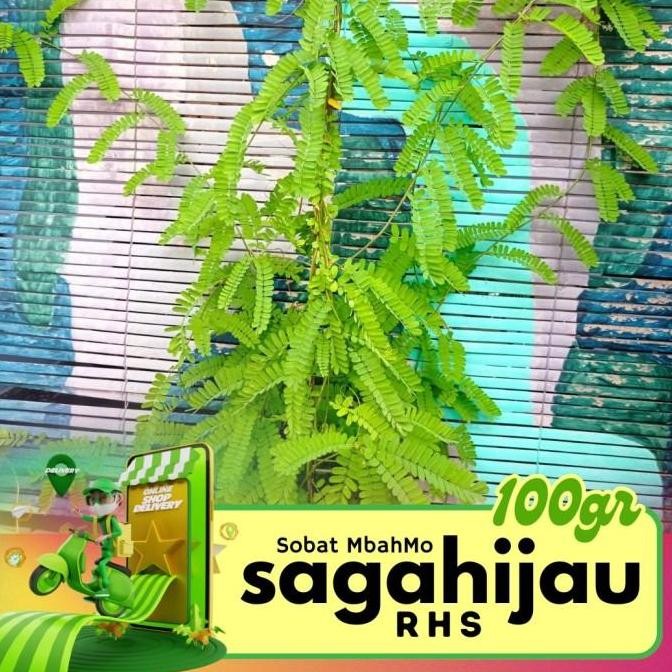 

Daun Saga Hijau Organik 1KG Asli Surabaya