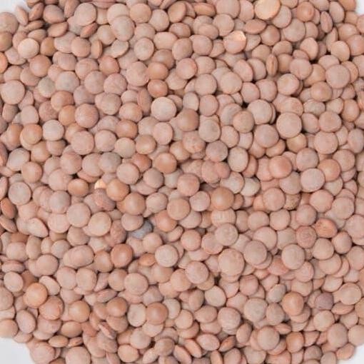 

>*>*>*>*] Adas Hitam (daal mashor)