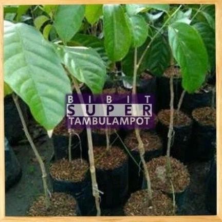 OBRAL TEERCAYAA Bibit Tanaman Buah Duku Palembang Okulasi Stek Cangkok ATZX