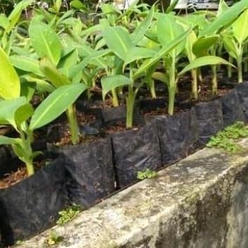 Pisang Emas - Pisang Mas - Bibit Tanaman Buah Pisang Emas NOW ATV