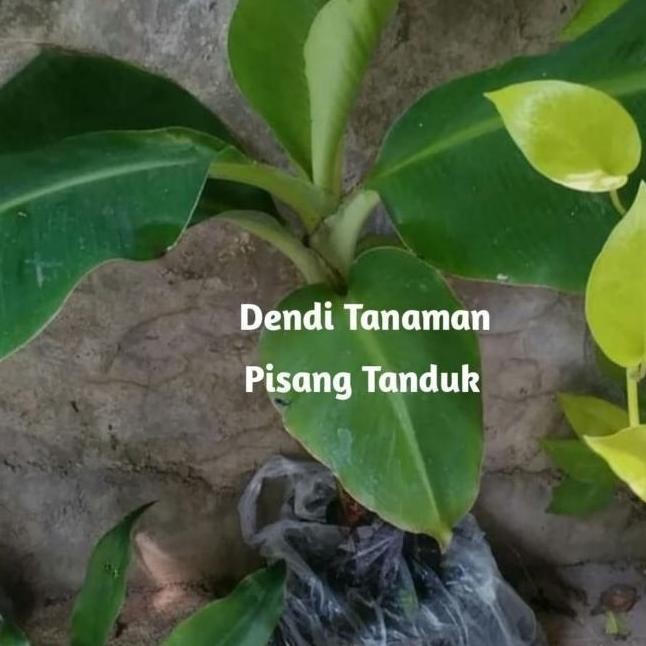 Bibit Pohon Pisang Tanduk / Buah Pisang Tanduk bessst ATV