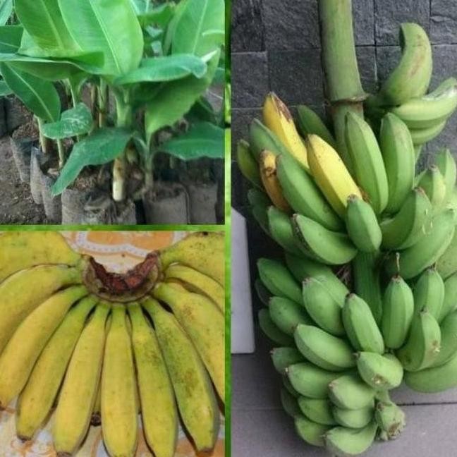 Bibit Pohon Pisang Raja Bulu Raja Cere ATV