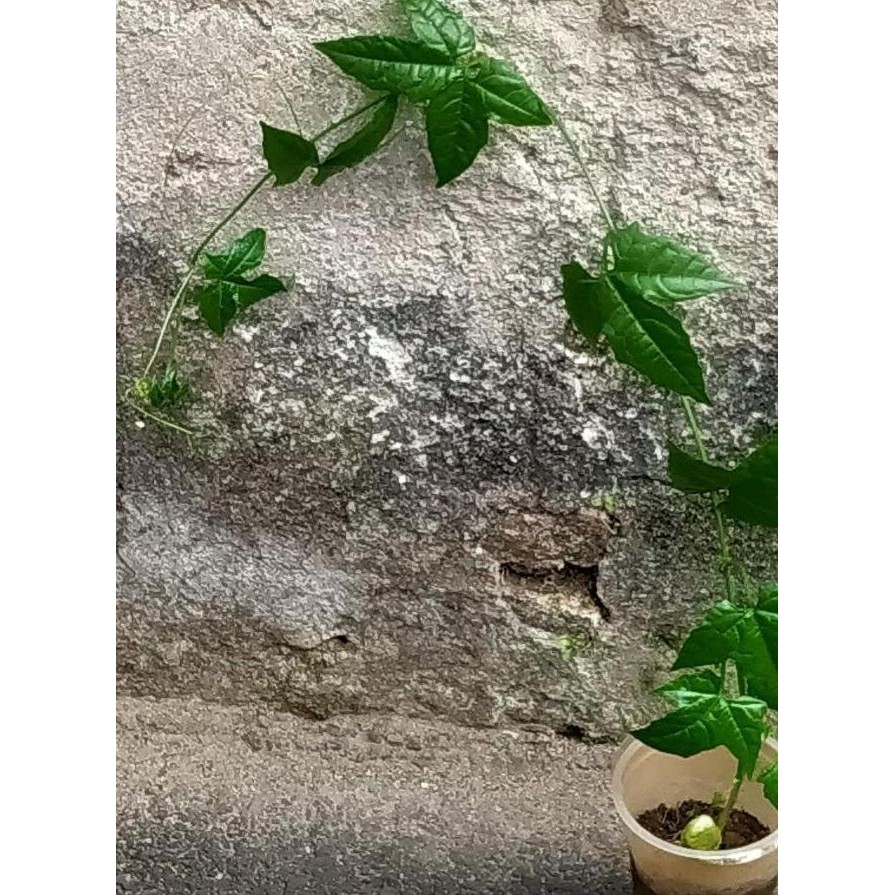 Bibit Tanaman Buah Surga GAC FRUIT ORINAL fres ATZ