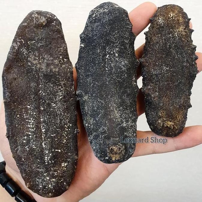 

Haisom Tubosom Hitam Kering 500G - 1Kg Super Tebal Teripang Gajah Susu #Gratisongkir