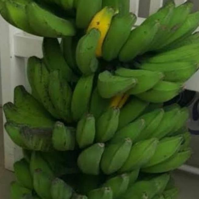 Bibit Pohon Pisang Kepok Super / Buah Pisang Kepok UNGGULAN a