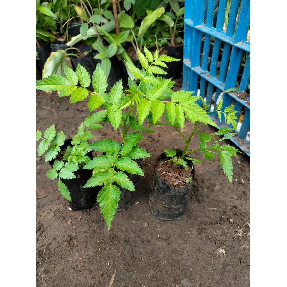 Bibit Tanaman Raspberry - Pohon Buah Raspberry - Buah Arbei