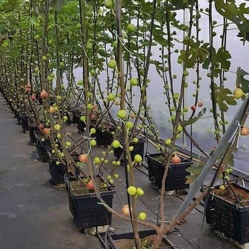 POHON Bibit tanaman buah tin Red Palestine Fresh