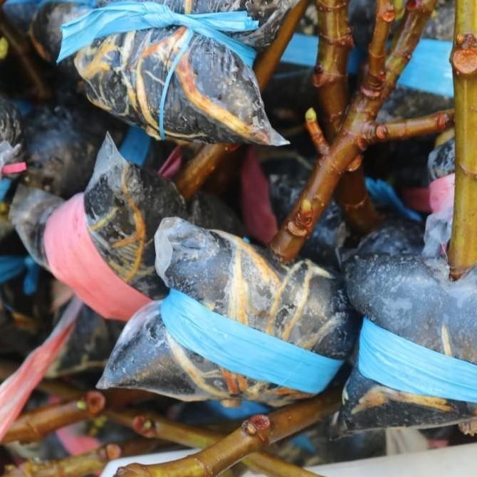 TEERCAYAA Bibit buah tin BTM VI | fresh cangkok pohon tin