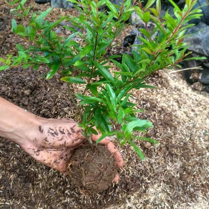 Bibit Tanaman Buah Delima Pohon Buah Delima