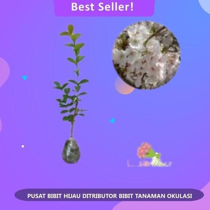 POHON Bibit Buah Tanaman sakura asli jepang Okulasi Cepat Berbuah