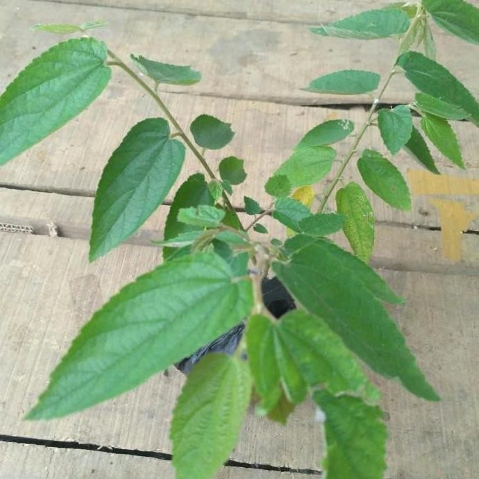 POHON Bibit Pohon Ceri Kersen Tanaman Ceri Talok Buah Ceri Seri