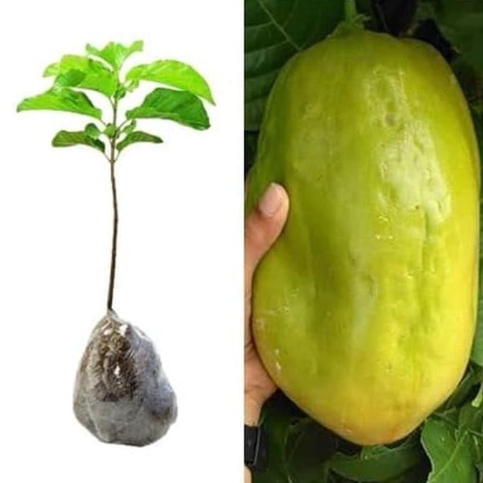 Markisa Jumbo Bibit Tanaman Buah Markisa Bibit Markisa Pohon Markisa