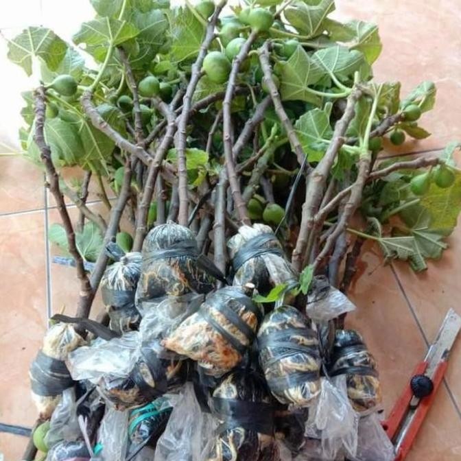 POHON bibit pohon tin jenis SUJU Super Jumbo cangkok tin buah jumbo