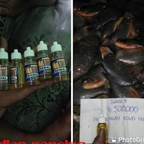 Essen Mayit Bawal Asli Buatan Iwan Tegek Media Cacing Pancing Patin