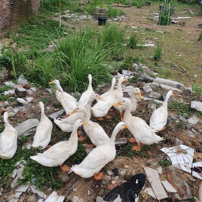 

Terlaris | Terbaru | Best Seller | Termurah Bebek Peking Fresh Hidup Daging Unggas Top Grade Kualitas Unggul Original | High Quality | Berkualitas